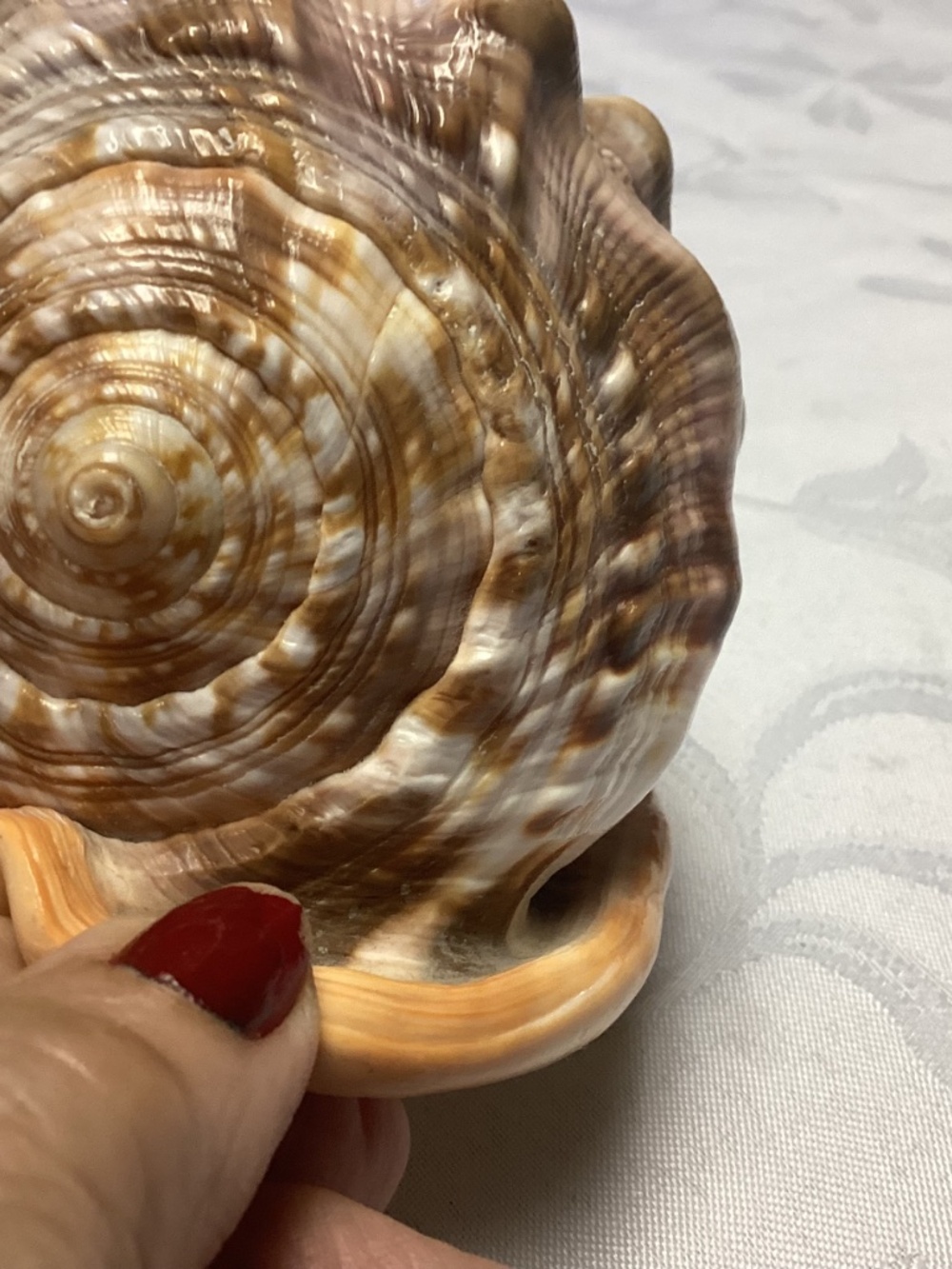 BEAUTIFUL Vintage Italian LARGE Hand Carved Cameo Conch Shell MINT CONDITION - Picture 6 of 10